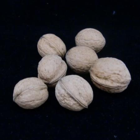 Walnüsse aus eigener Ernte 900 g